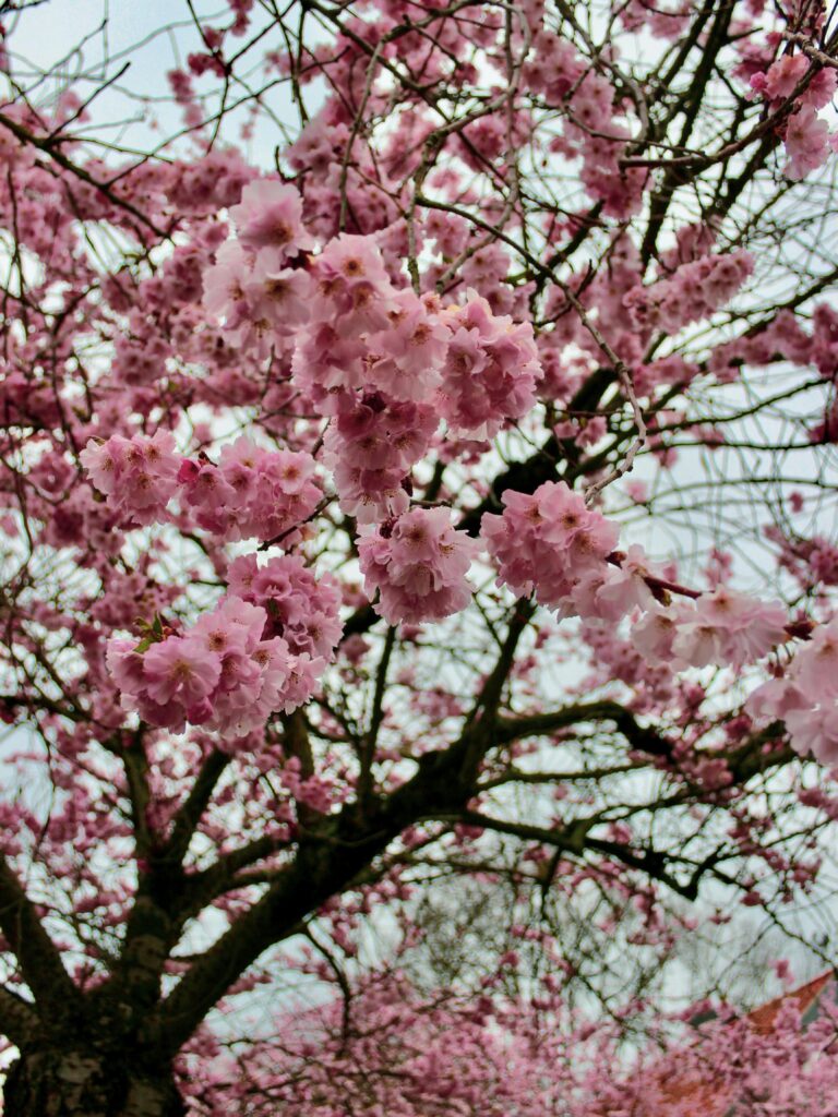 Beautiful cherry blossoms blooming in spring, creating a scenic view with pink flower clusters.